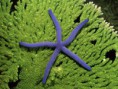 /album/ostatne/underwater-wallpaper-46-971671-jpeg/